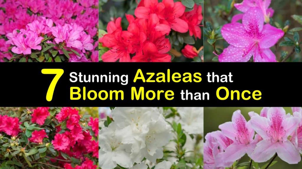 7 Stunning Azaleas that Bloom More than Once - Tips Bulletin