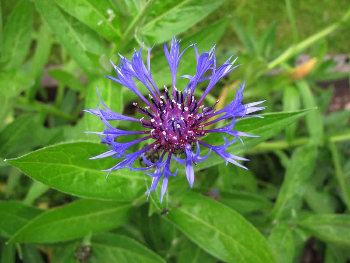 Bachelors button is also known as cornflower.