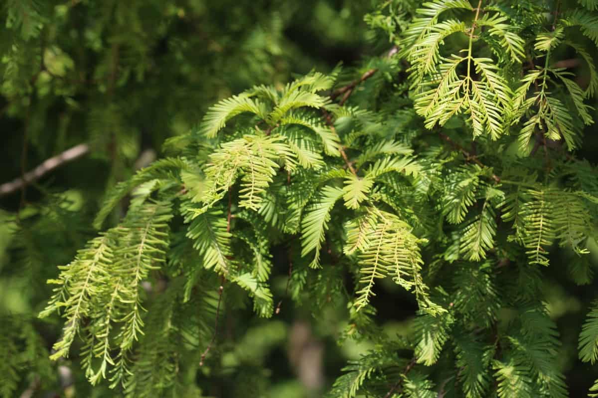 Bald cypress trees can handle any kind of soil conditions, from dry sites to clay.