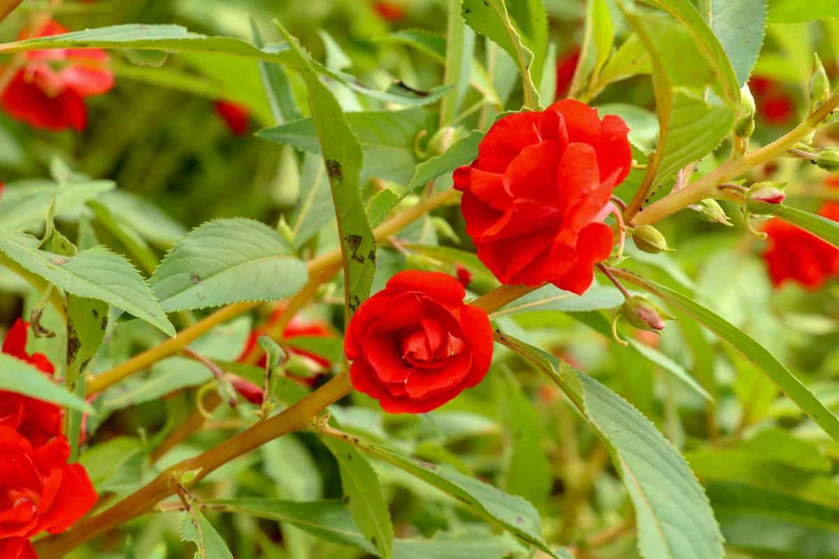 Balsam impatiens is an old-fashioned favorite for containers or the garden bed.