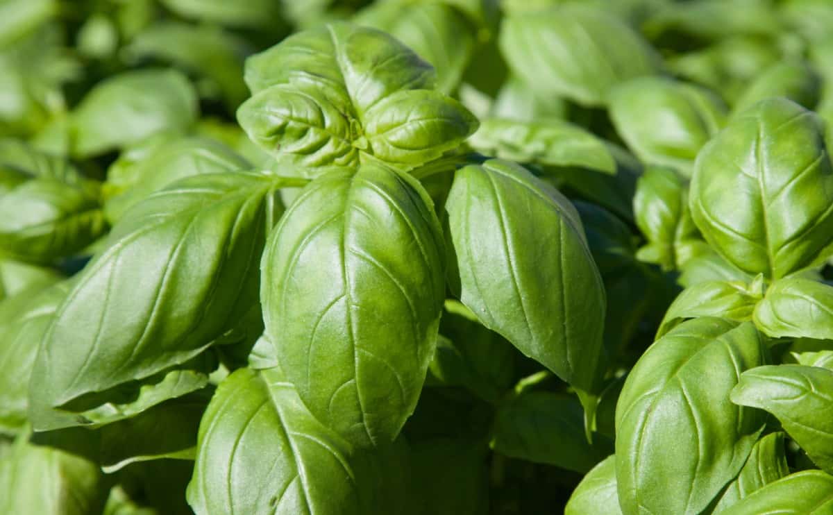 Basil is a popular summer herb.