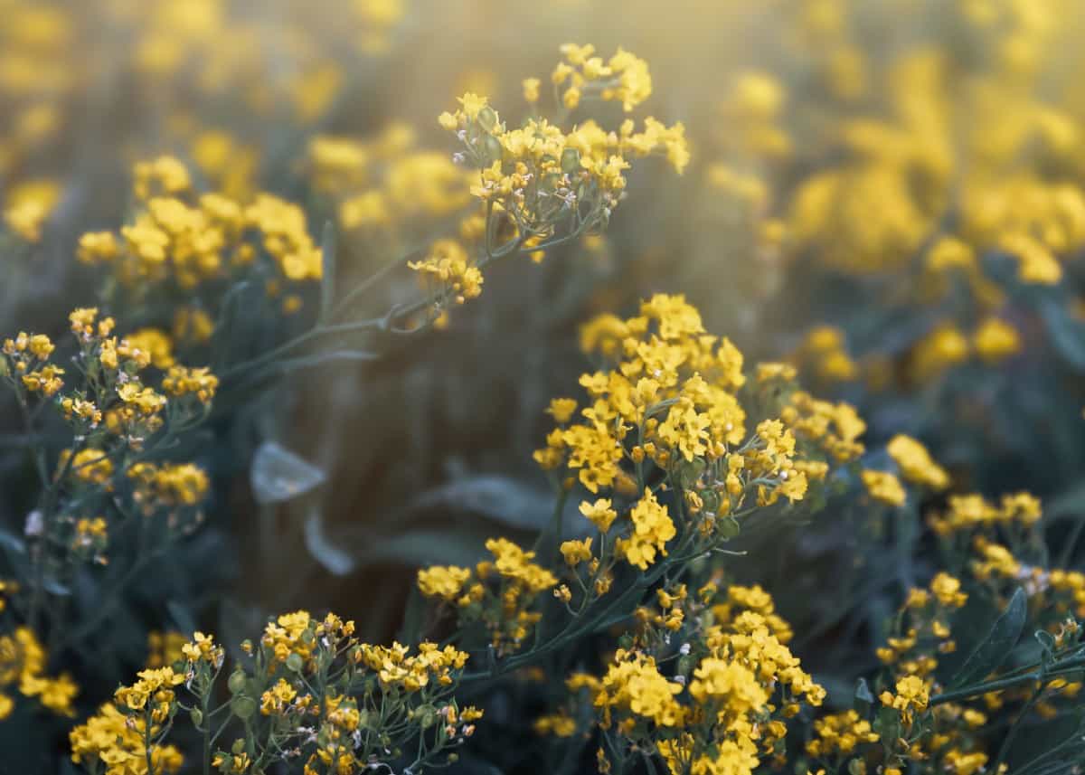 Basket of gold is also known as yellow alyssum.