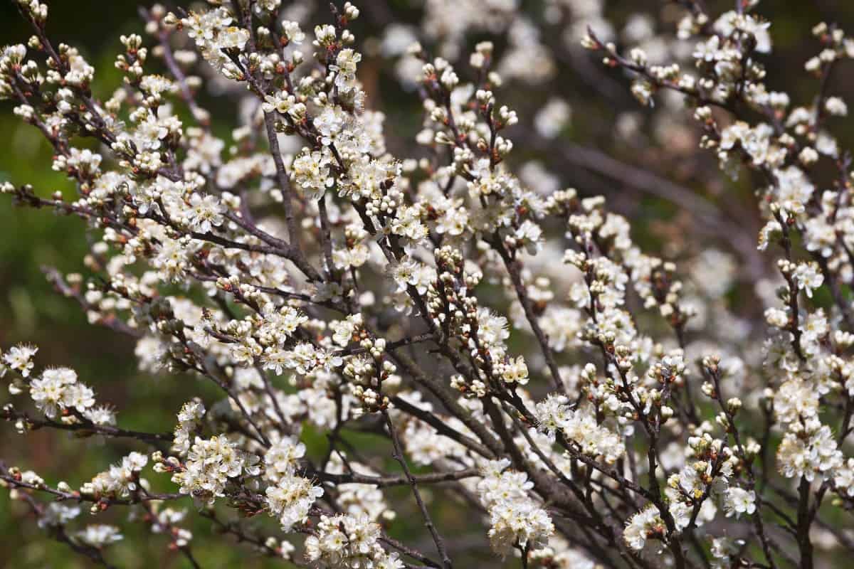 Beach plum trees produce delicious fruit.