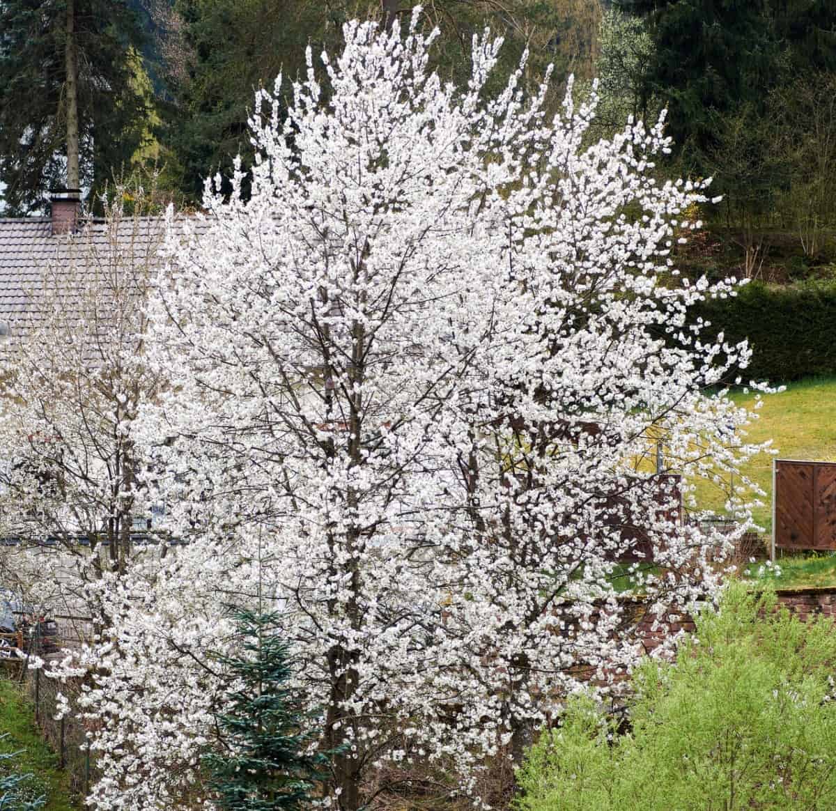 The beach plum thrives in dunes, making it ideal for coastal areas.