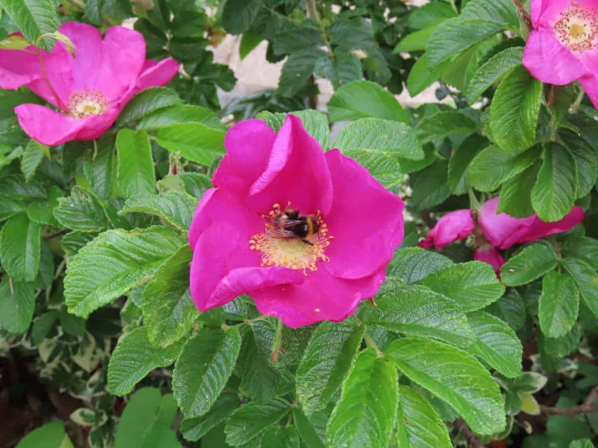 A beach rose shrub is easy to grow.