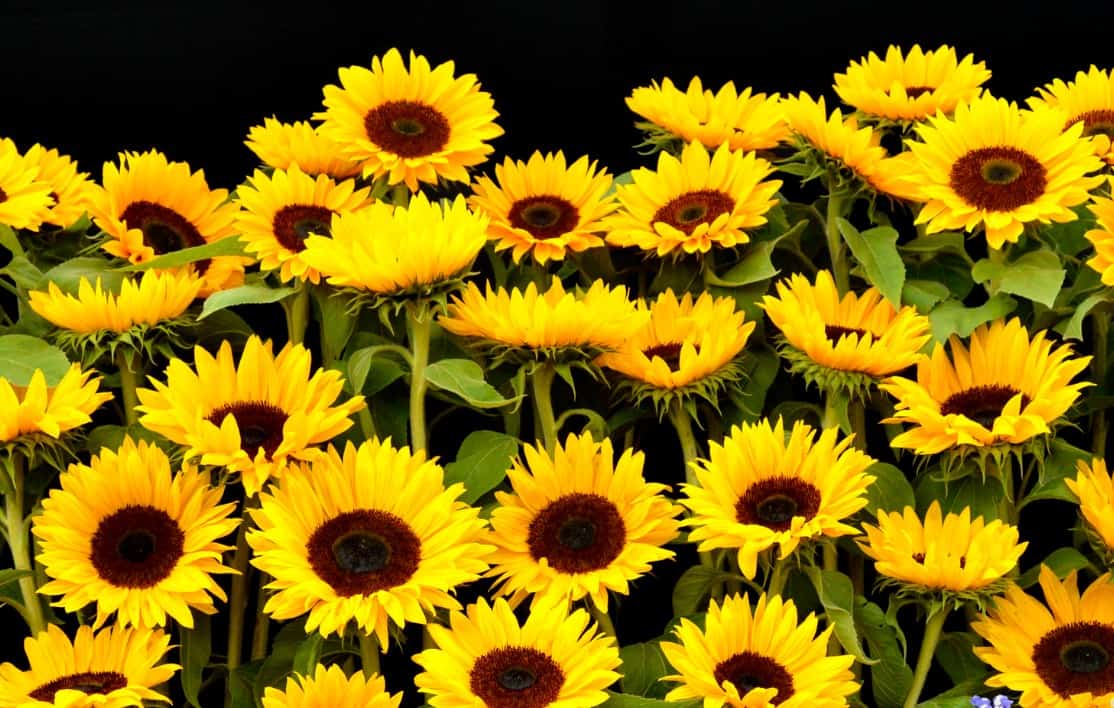 Beach sunflowers can handle sandy soil.