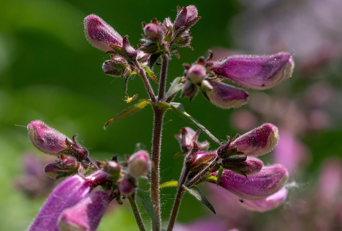 Beard tongue is an ornamental plant with tall flower spikes.