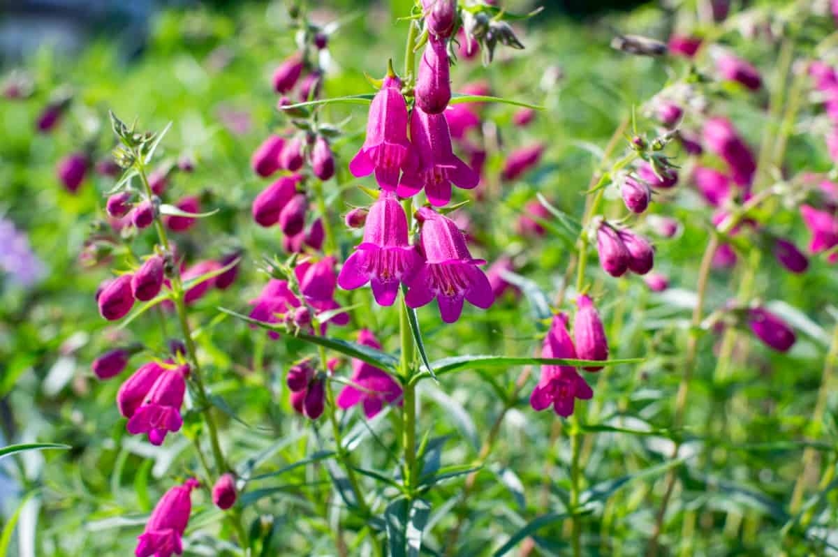 Beard tongue annuals have tubular blooms.