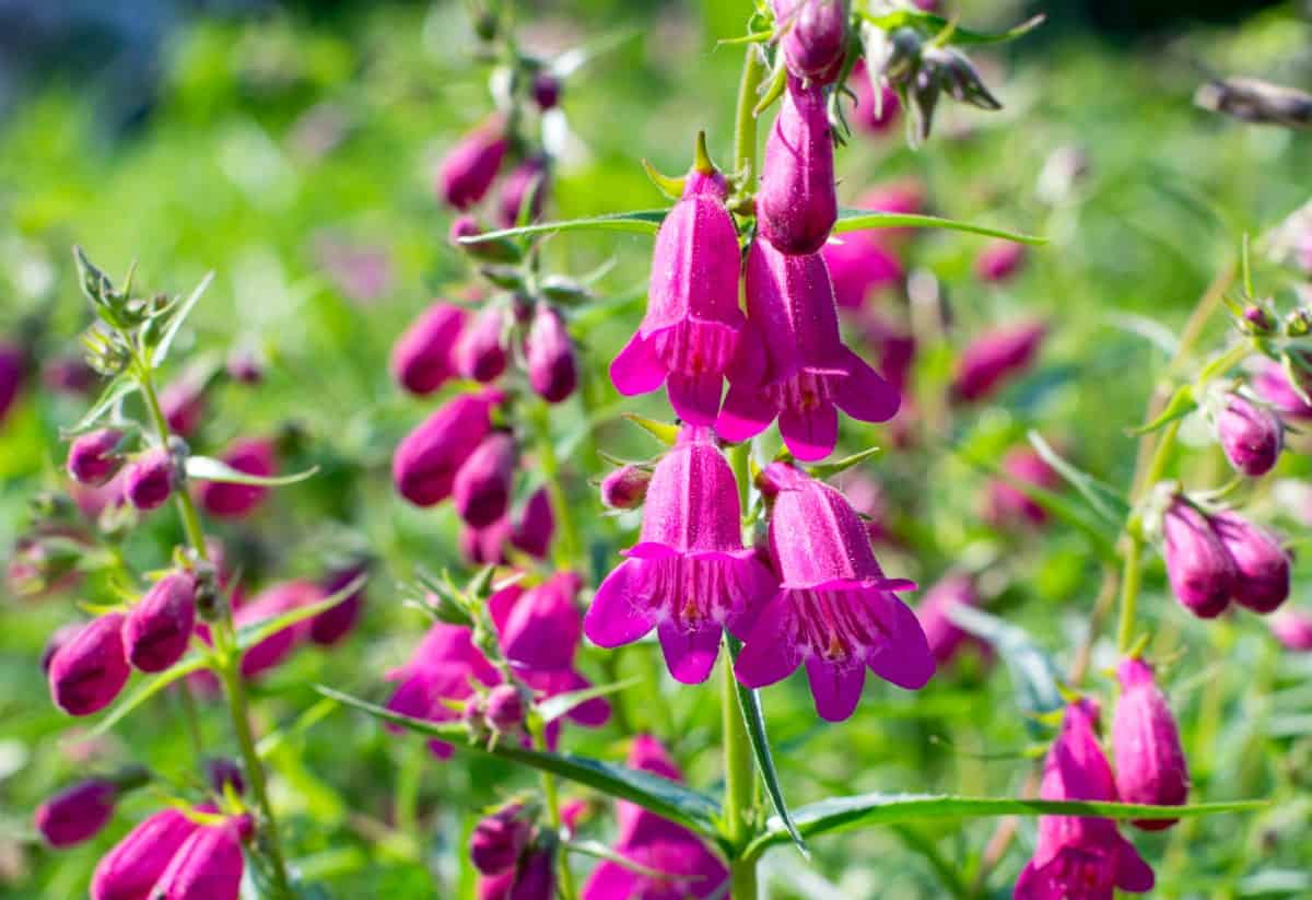 Bearded tongue is also called penstemon.