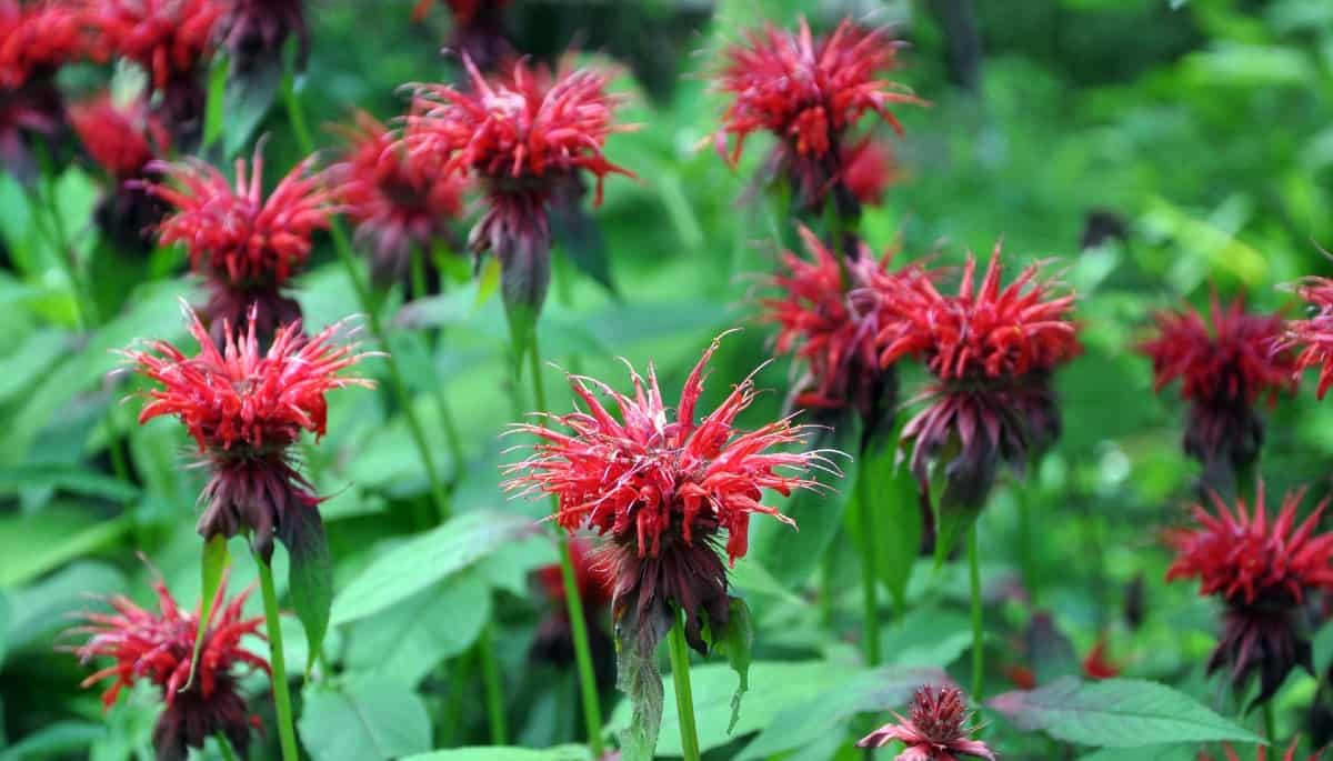 A tall growing perennial bee balm has brightly-colored blooms.