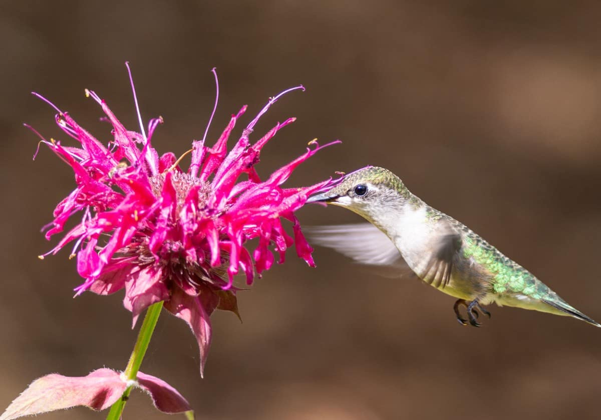 Bee balm blooms look like mini fireworks explosions.