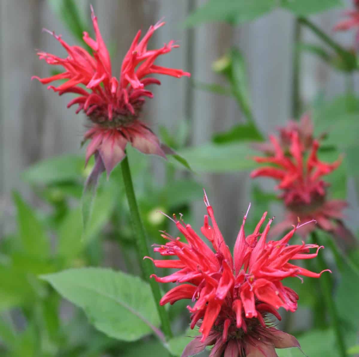 Bee balm is an annual that attracts all kinds of pollinators.