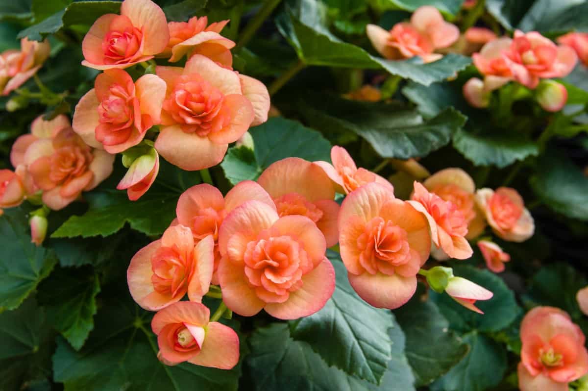 Begonias are easy to grow in pots.