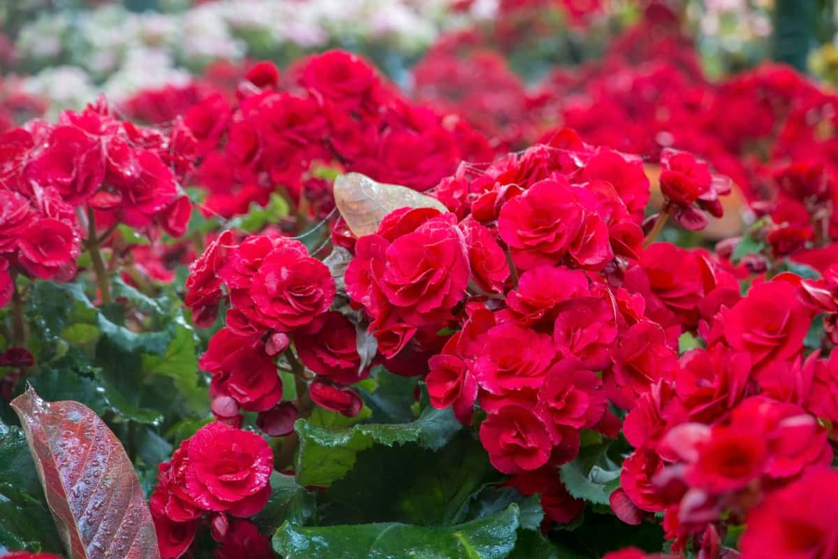 Begonias are easy-to-grow heat-loving annuals.