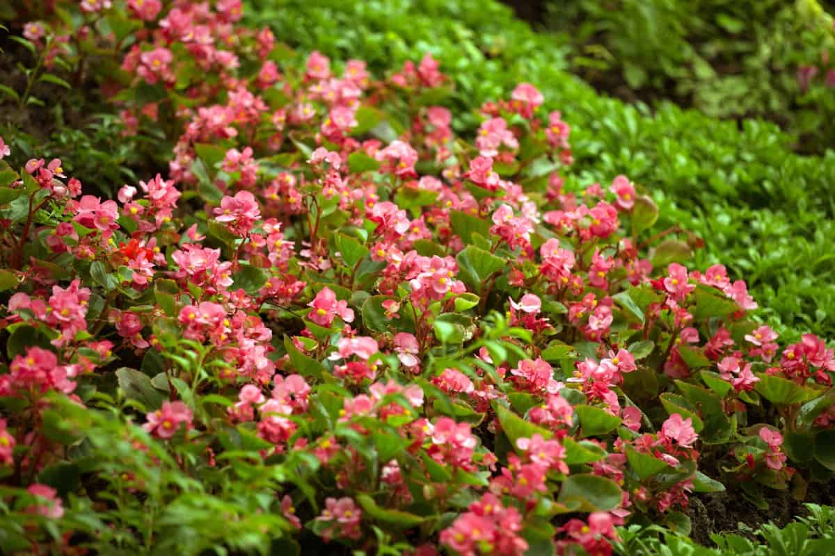 Begonias work well in the garden or in a container.