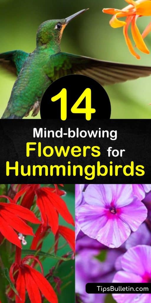 The best flowers for hummingbirds include bright, red flowers like those on salvia and petunia varieties. Honeysuckle and penstemon attract hummingbirds with their tubal shape. These adorable hummers seek out plants rich in nectar and use color and shapes as indicators. #flowers #hummingbirds