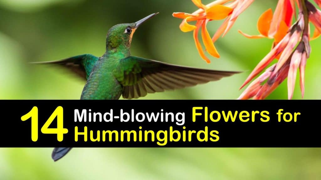 Best Flowers for Hummingbirds titleimg1