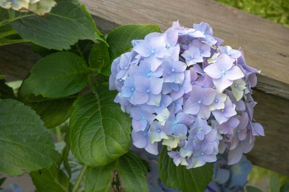 When the pH of the soil changes, so does the color of the flowers on the bigleaf hydrangea.