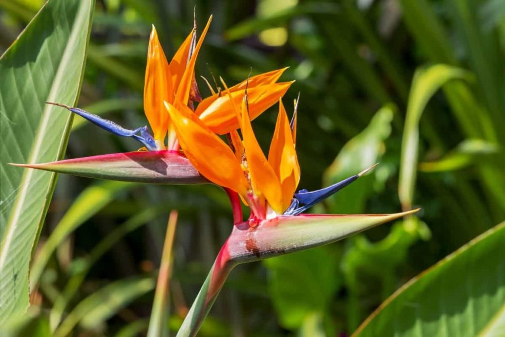 The bird of paradise is a striking flower.