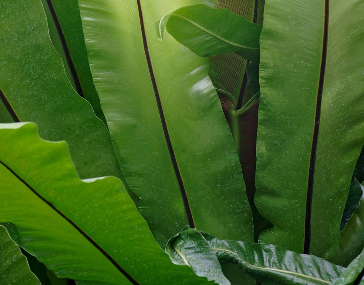 The bird's nest fern is an evergreen with banana-like leaves.