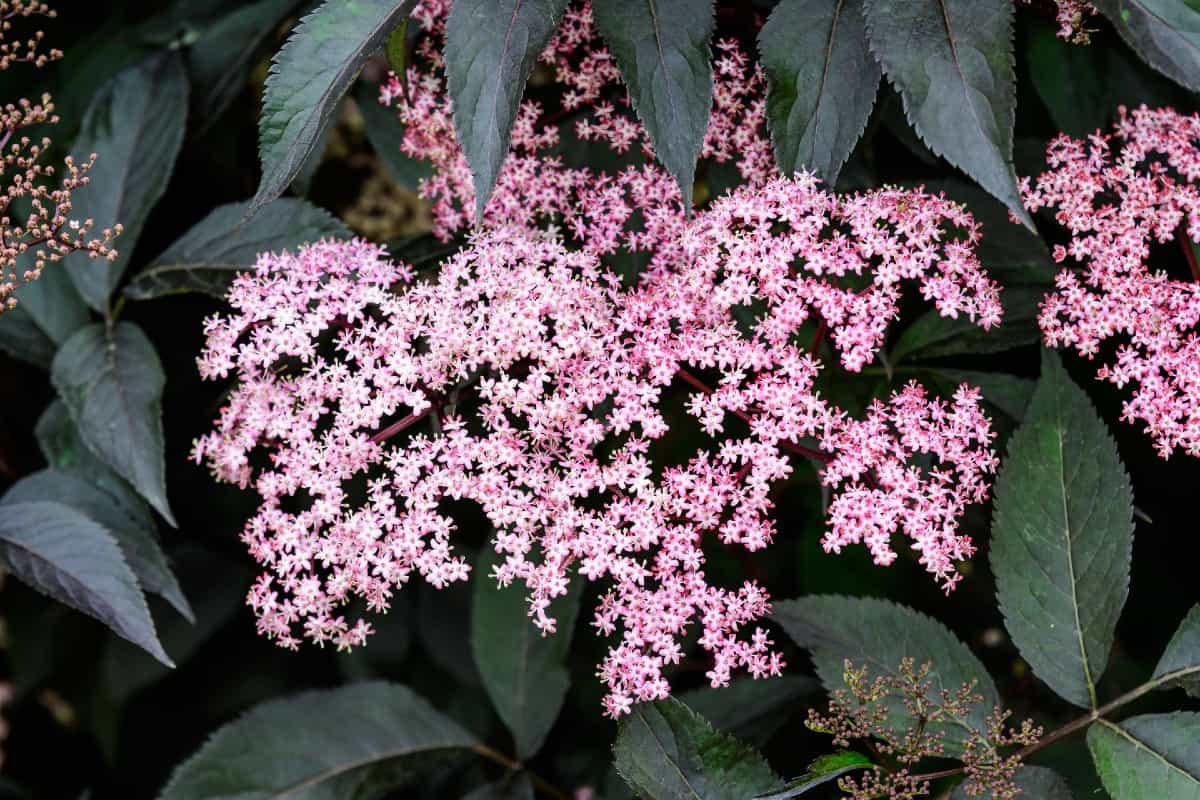 Both birds and people love the fruits of the black beauty elderberry shrub.