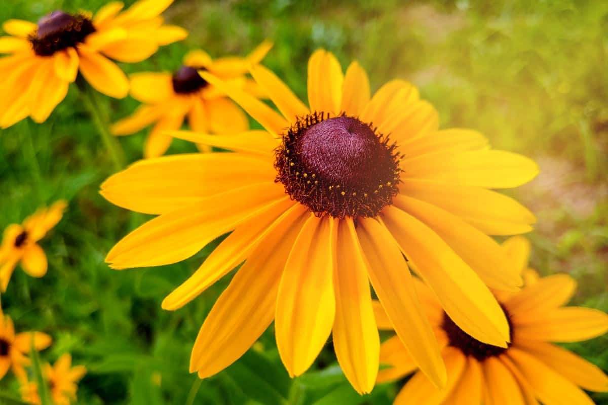 Black-eyed Susans attract all kinds of butterflies.