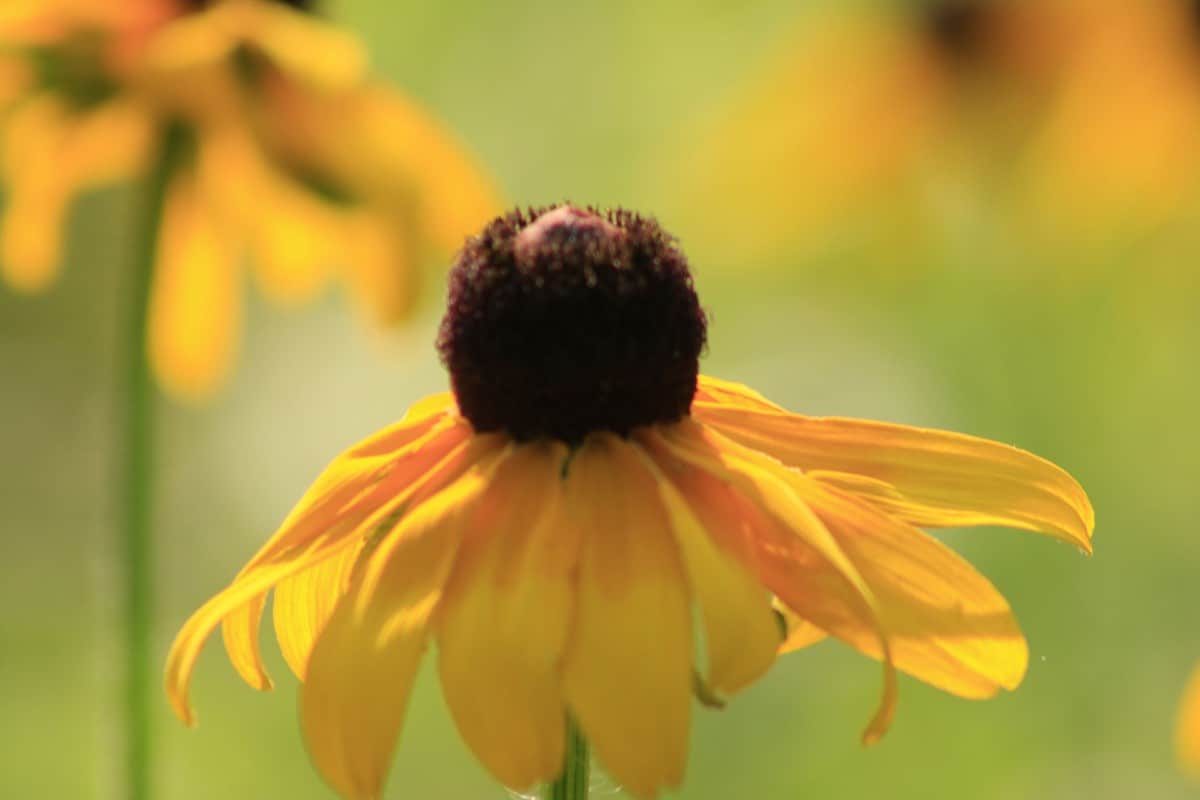 One particular bird that loves the black-eyed Susan is the goldfinch.