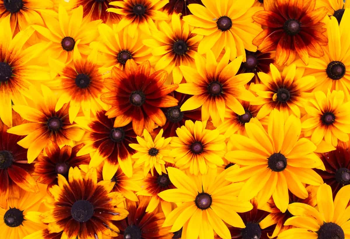 Black-eyed Susans need full sun.