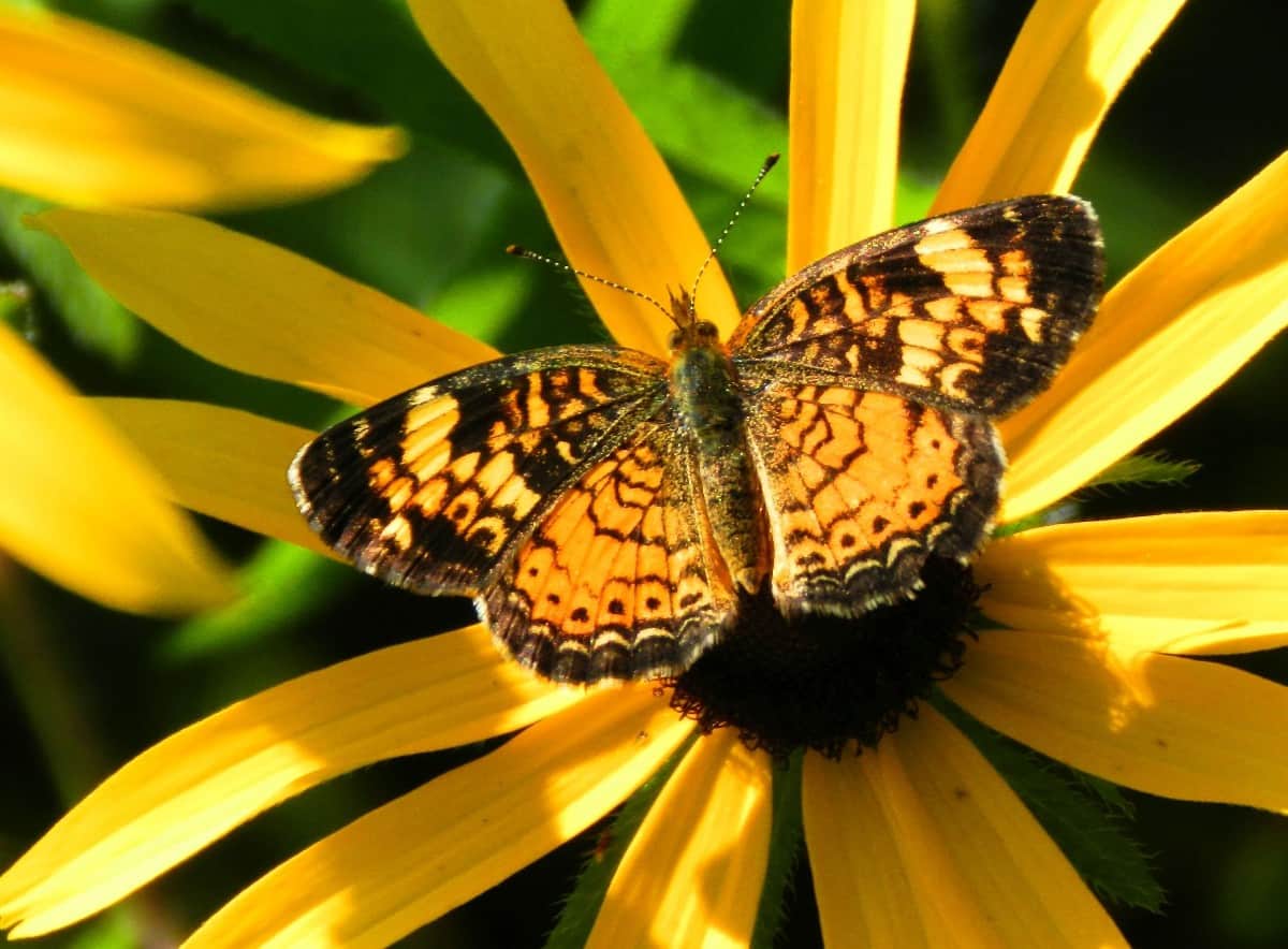 The black-eyed Susan is a drought-tolerant perennial.