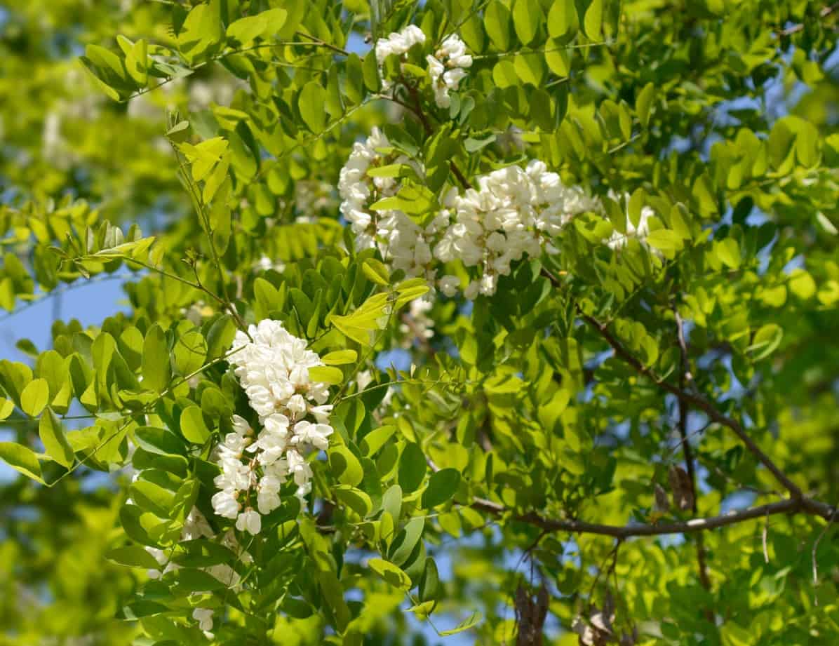 The black locust is a hardy and invasive tree species.