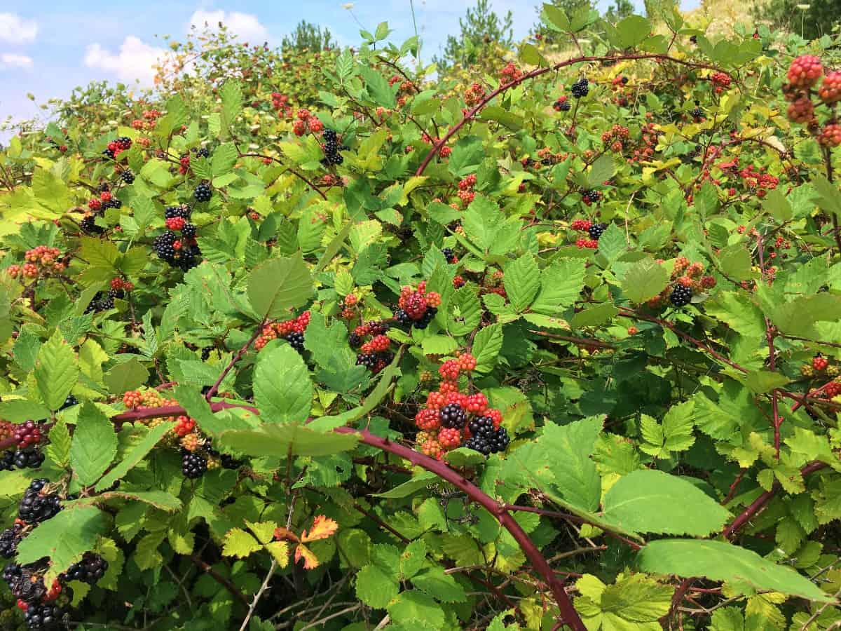 Blackberry bushes have delicious fruit in late summer if the birds don't get to the berries first.