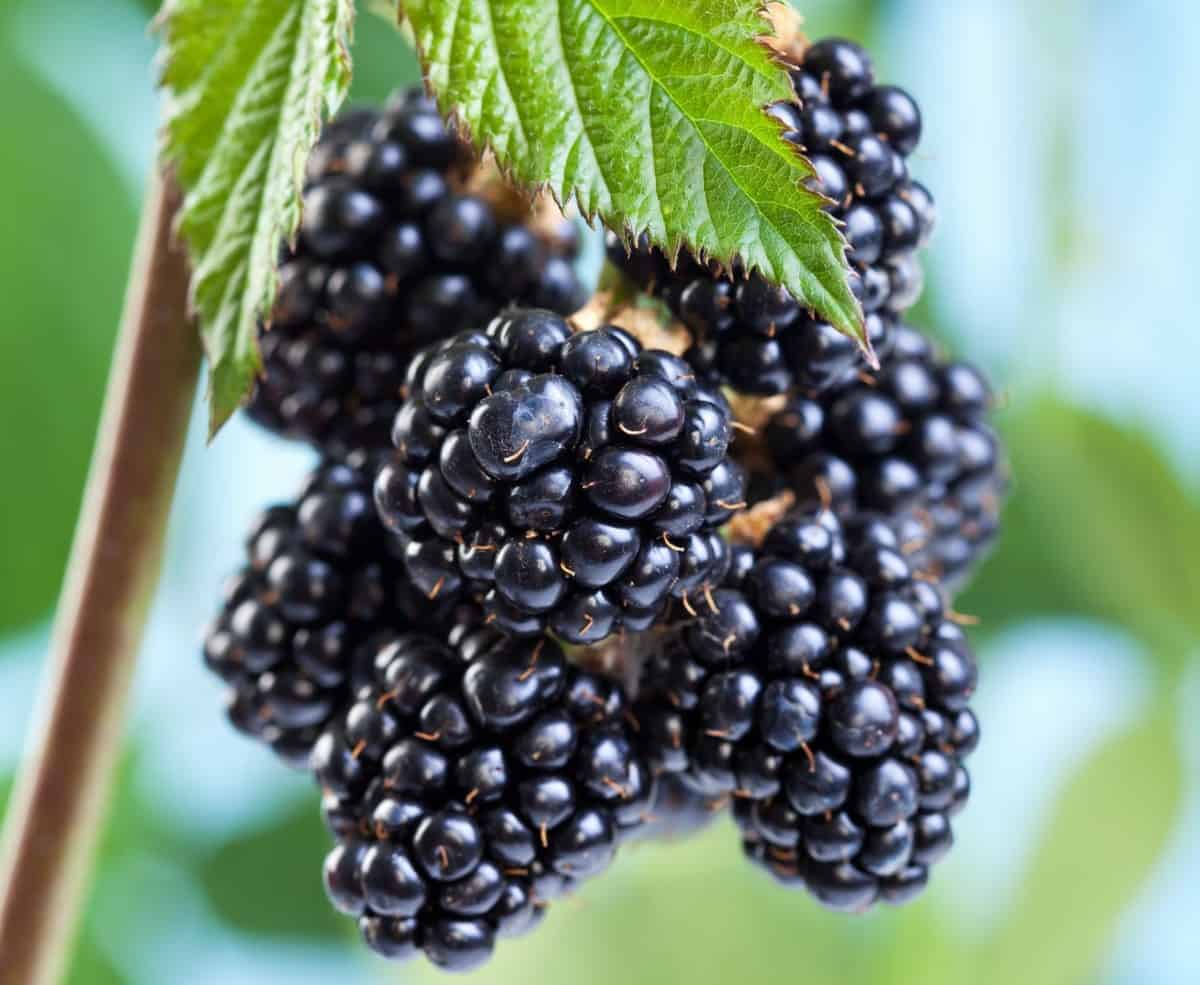 Blackberries are full of antioxidants.