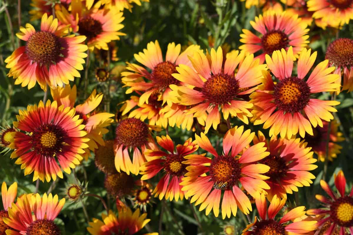 Blanket flowers attract all sorts of butterflies.