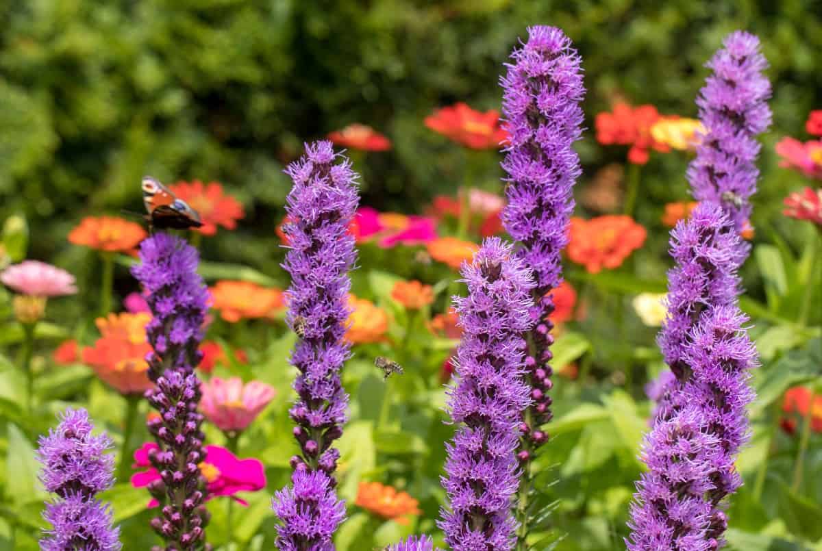 Blazing star grows in almost any soil conditions.