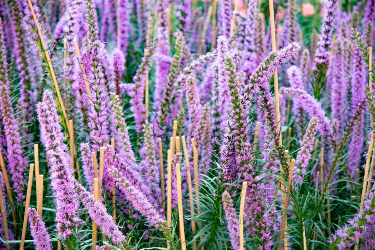 Blazing star or liatris adapts to many different types of growing conditions.