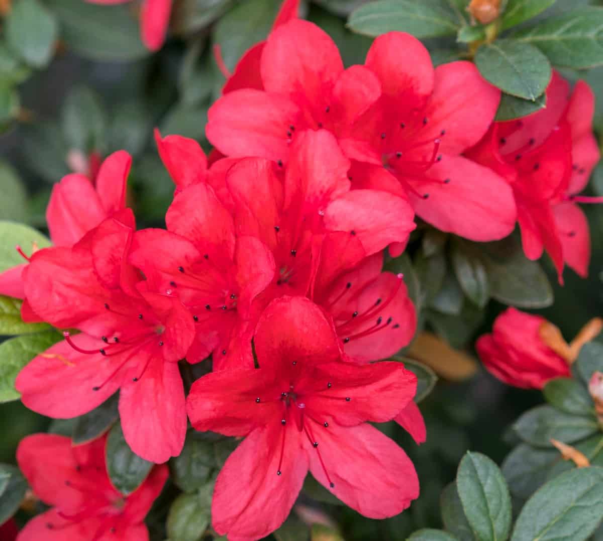 Bloom-a-thon red azaleas have five months' worth of flowers.