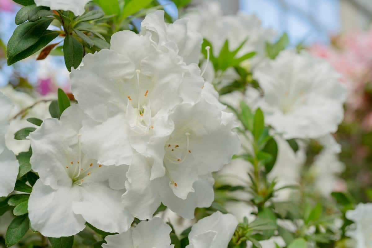 The Bloom-a-Thon white azalea is an adaptable species that blooms often.