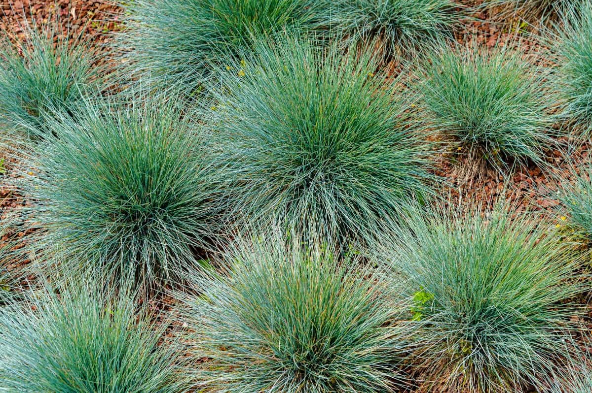 Blue fescue is a popular grass for bordering gardens.