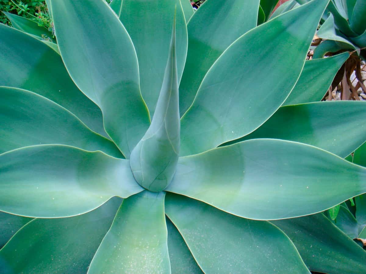 Blue glow agave is a beautiful succulent with an unusual color.