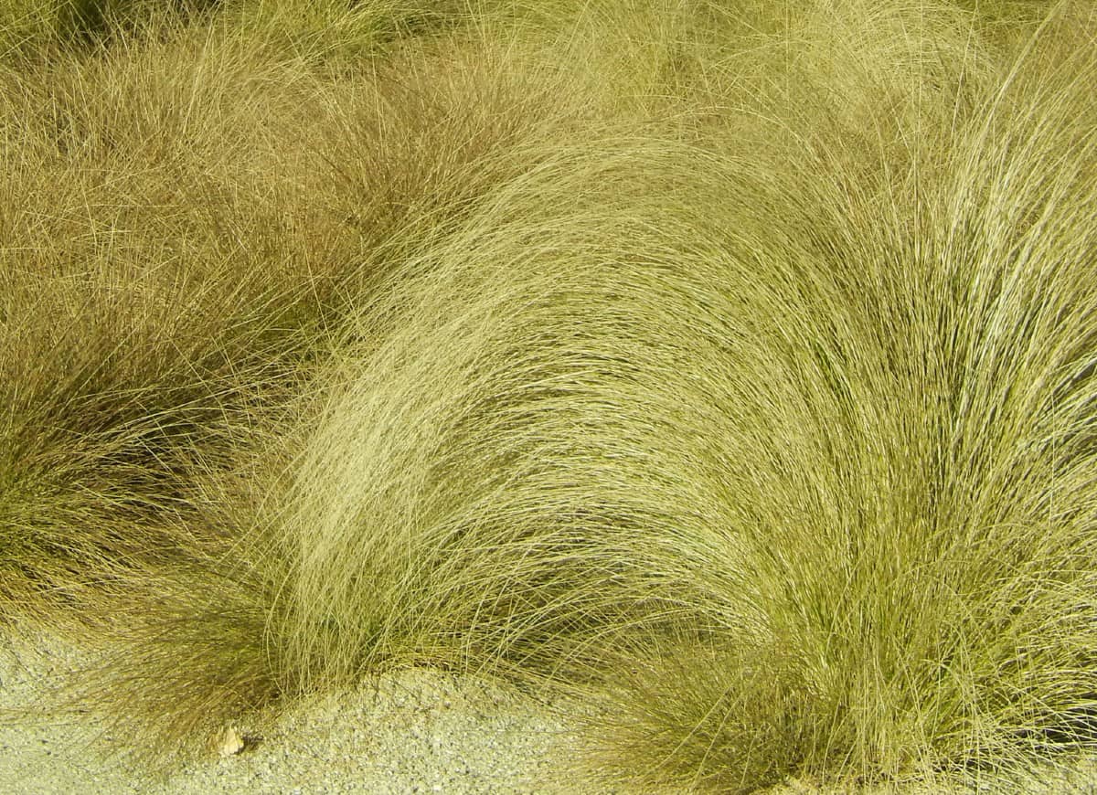 Blue oat grass is both rabbit and deer tolerant.