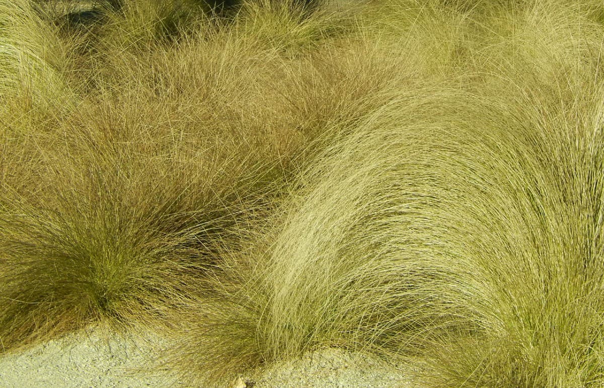 Blue oat grass is attractive at the seaside or in the home garden.