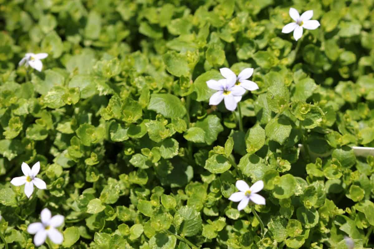 Blue star creeper only grows about three inches tall.