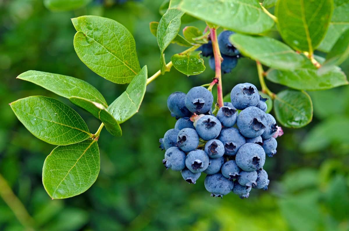 Blueberry bushes attract pollinators like crazy.