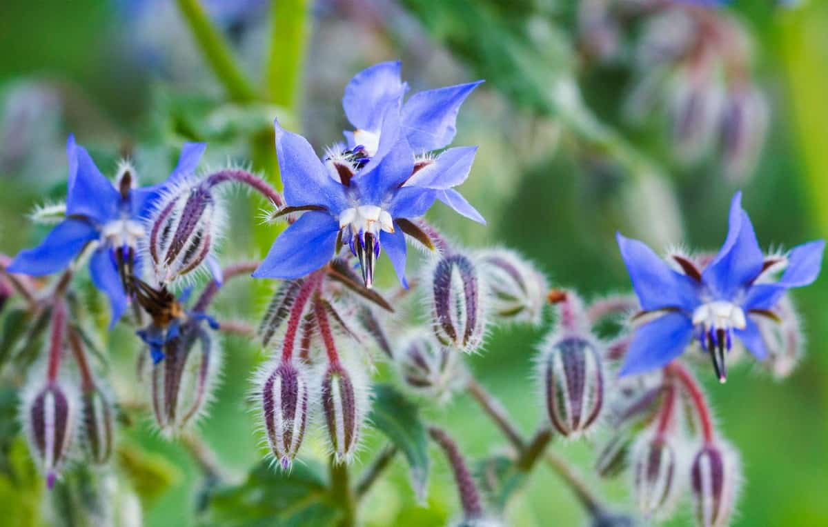 Borage tastes like cucumbers and should be pruned in the middle of summer.