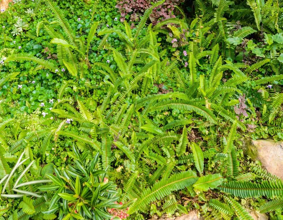 The Boston fern has sword-like leaves.