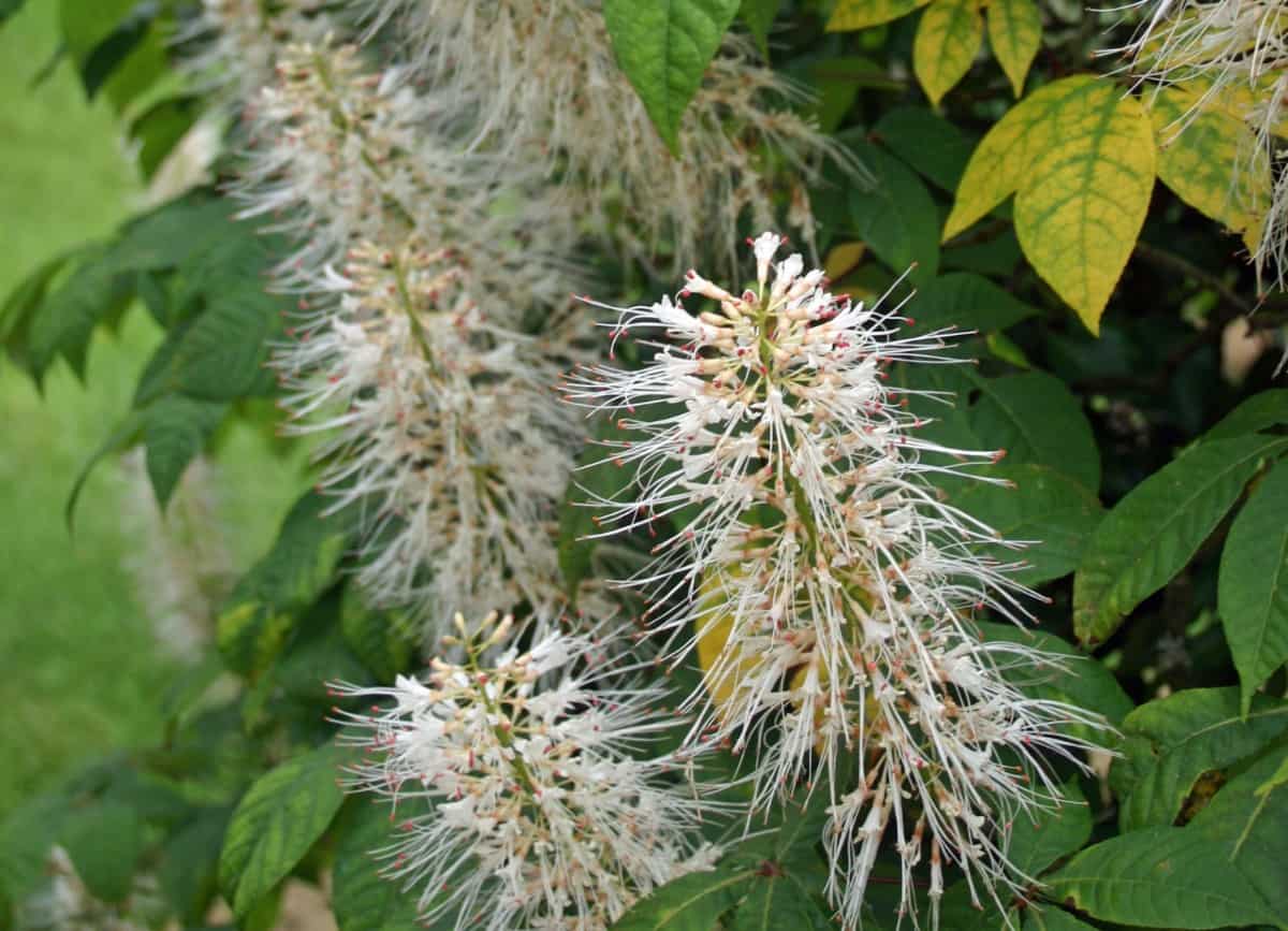 The bottlebrush buckeye is known for its long fluffy flowers.