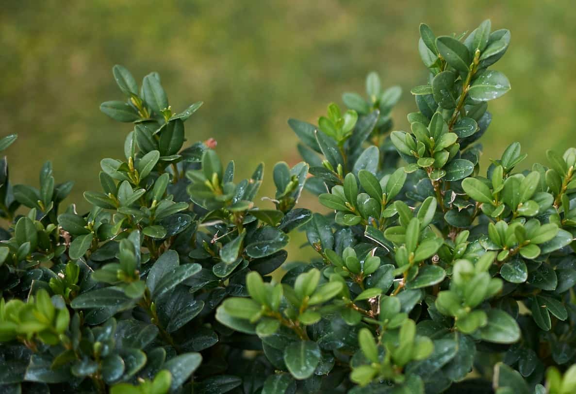 Boxwoods are a popular shrub, partially due to being deer-resistant.