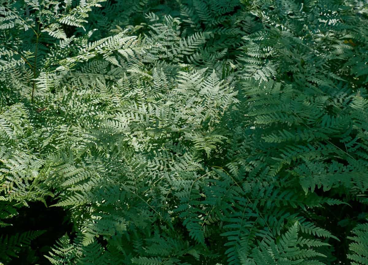 For a tall plant that enjoys sunny locations, try the bracken fern.