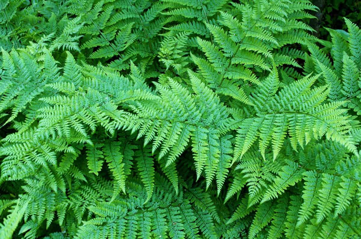 The first fronds that appear on the brilliance autumn fern are orange-red.