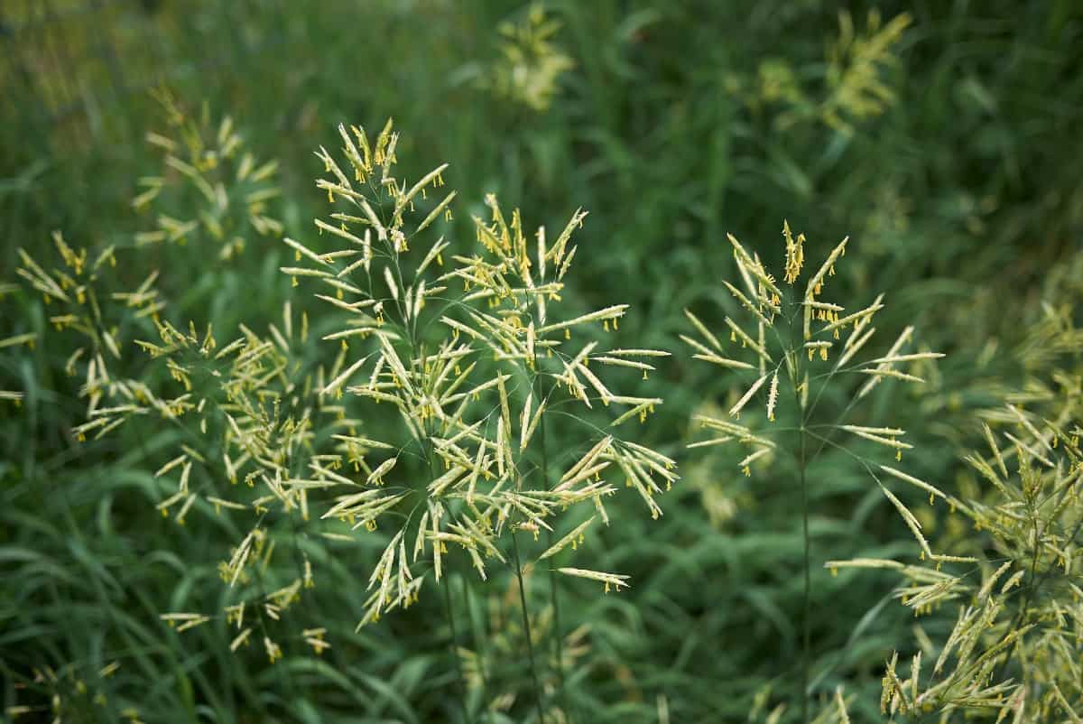 Brome grass is often used to feed livestock but it spreads quickly.